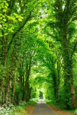 Nature Scenepack