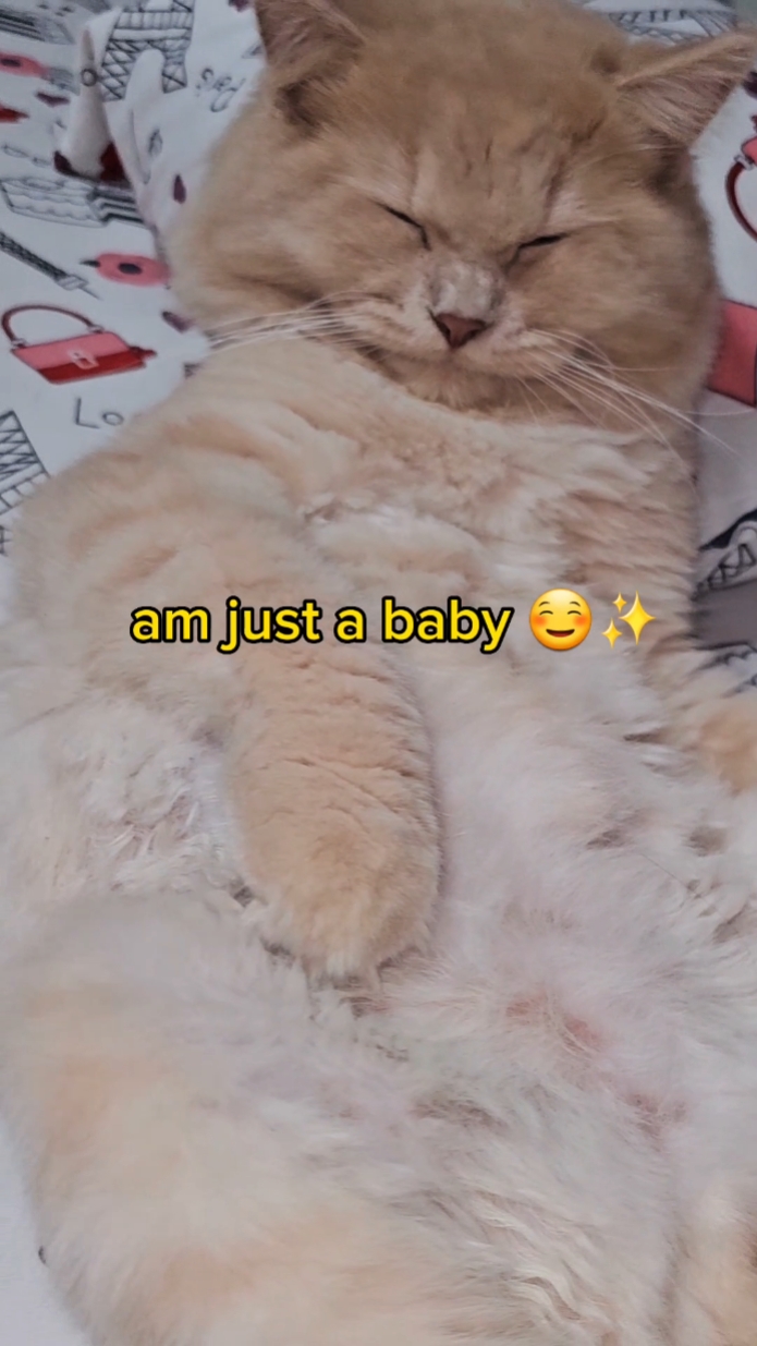 Bebê gato