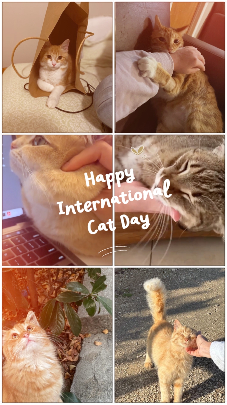 Uluslararası Catday
