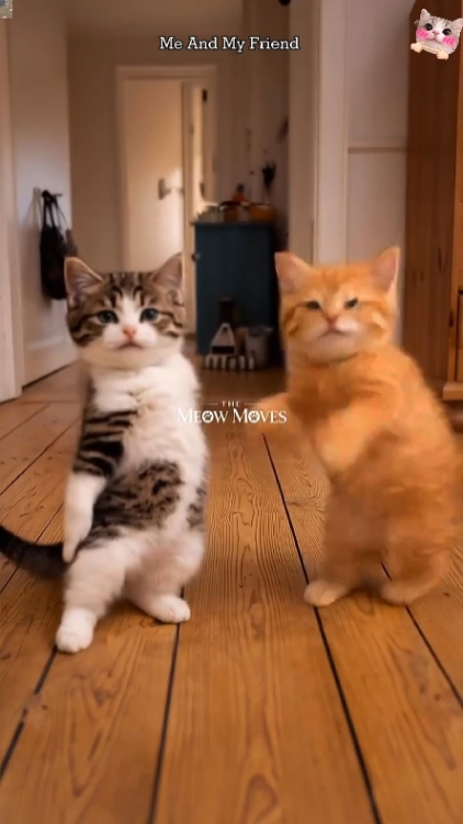 Funny Cat! 