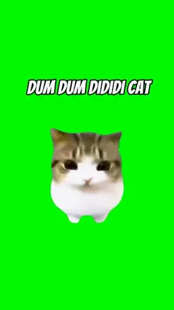 cat meme