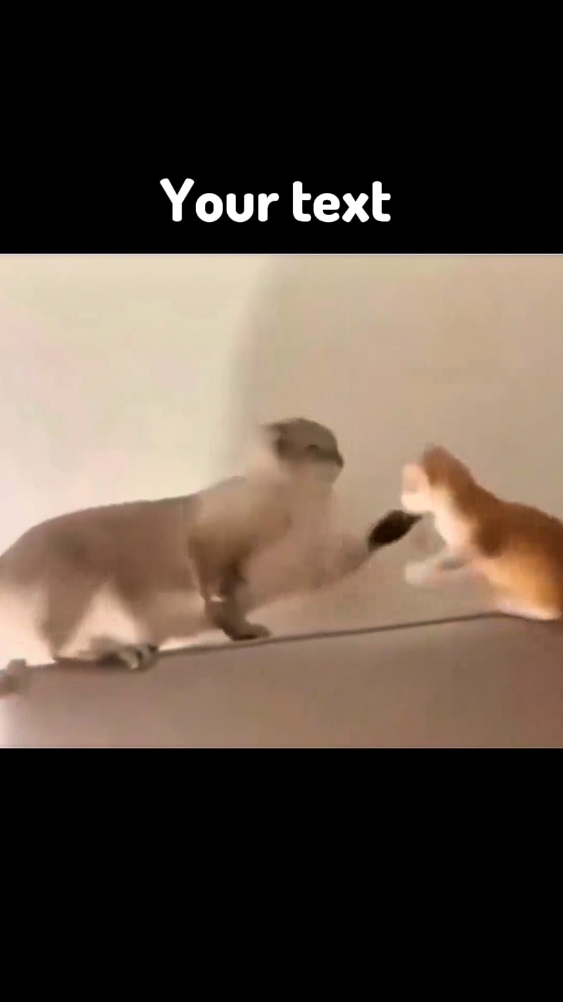 Kedi komik meme