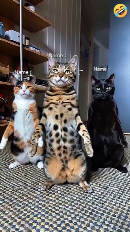 Gato de baile