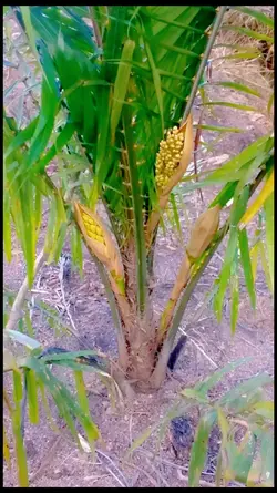 bibit sawit super 