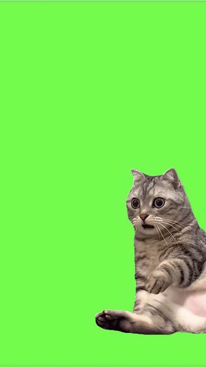 Rosto de gato chocado