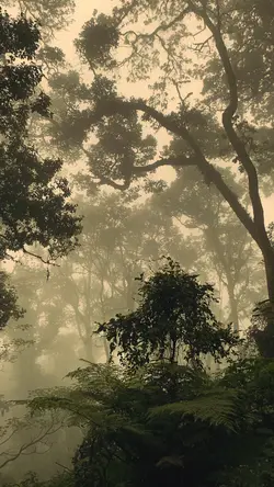 sound of nature