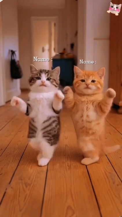 Gato Fofo. 