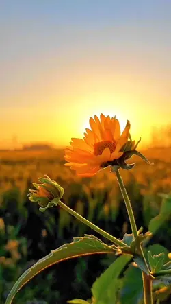 DREAM FIELDS
