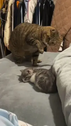 Oyen penasaran