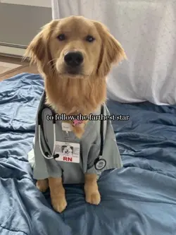 Vet request 🐕🥼