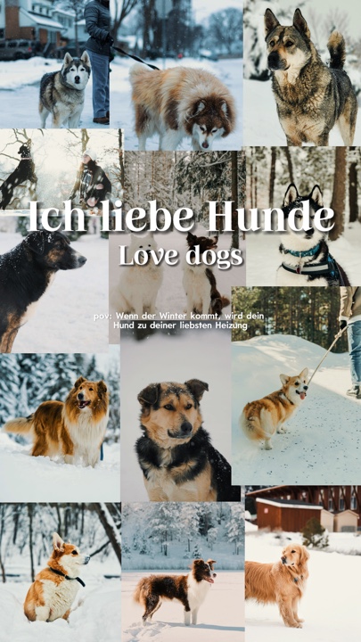 Hunde lieben Dogs 🤍