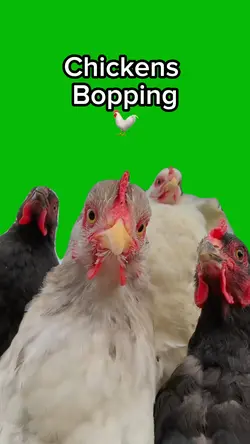 Chickens Bopping 🐓
