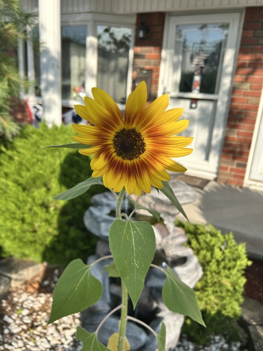 Sunflowers 