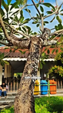 supir mobil jelek