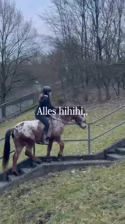 Diese Pferde ...