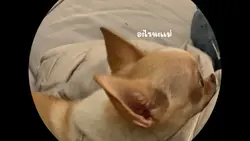 mydog