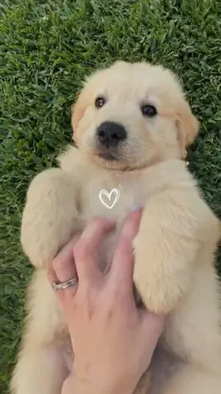 Pets moments 