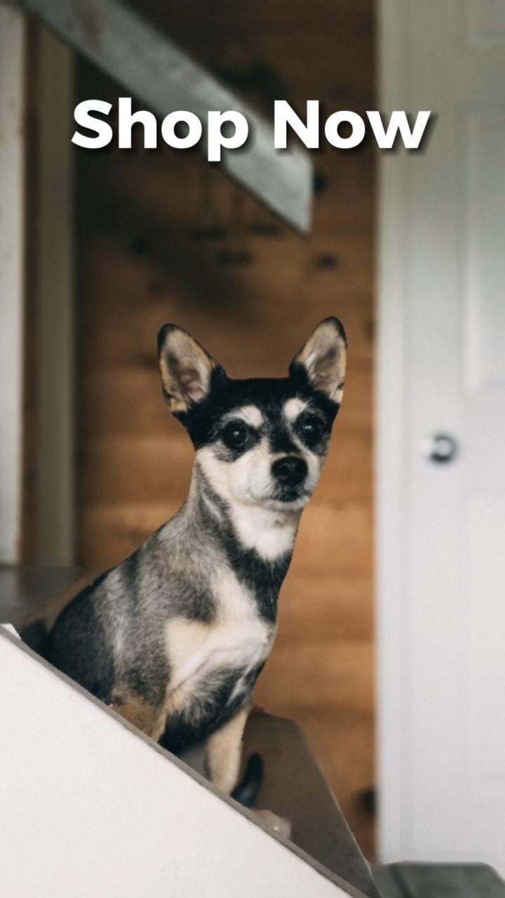 Exibição de produtos para animais de estimação estilo tik tok