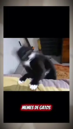 Memes de gatos
