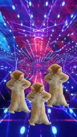 gatos dançando