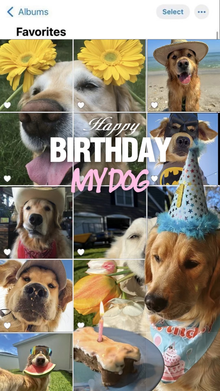 Happy birthday dog