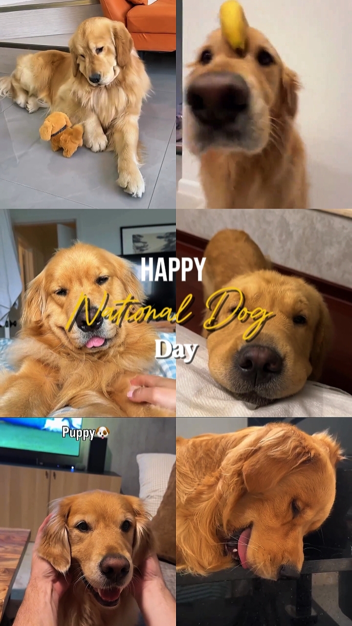 Día Nacional del Perro 