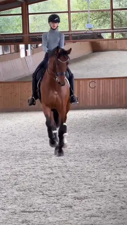 Horse edit