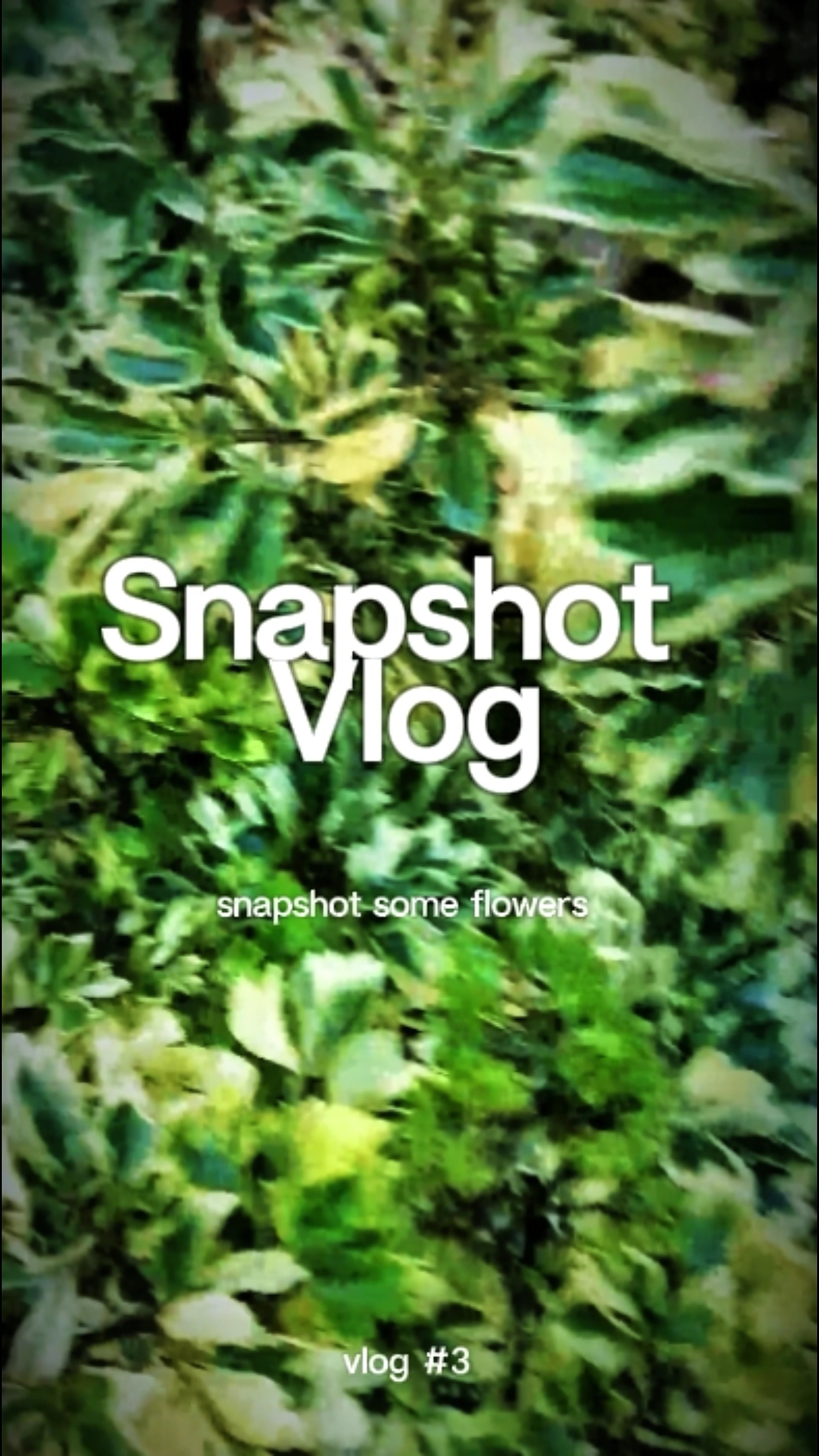Snapshot Again 