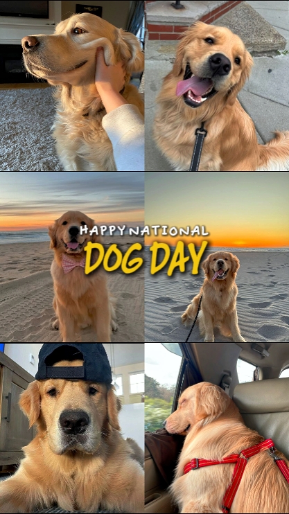 national dog day