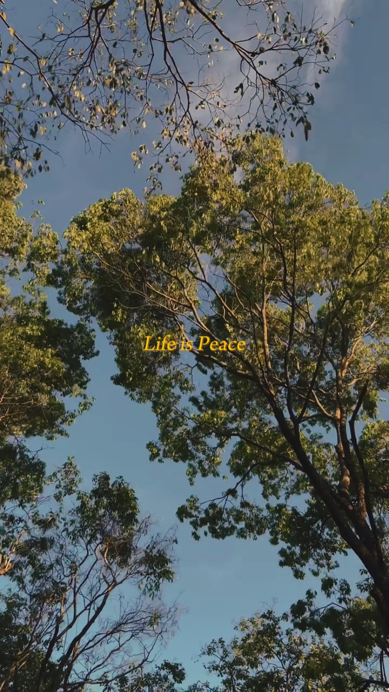 Life is peace