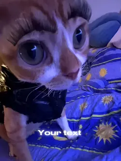 Big eyelashes cat