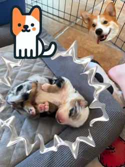 Nouveau chiot ❤️❤️🐶🐶🐶🥹