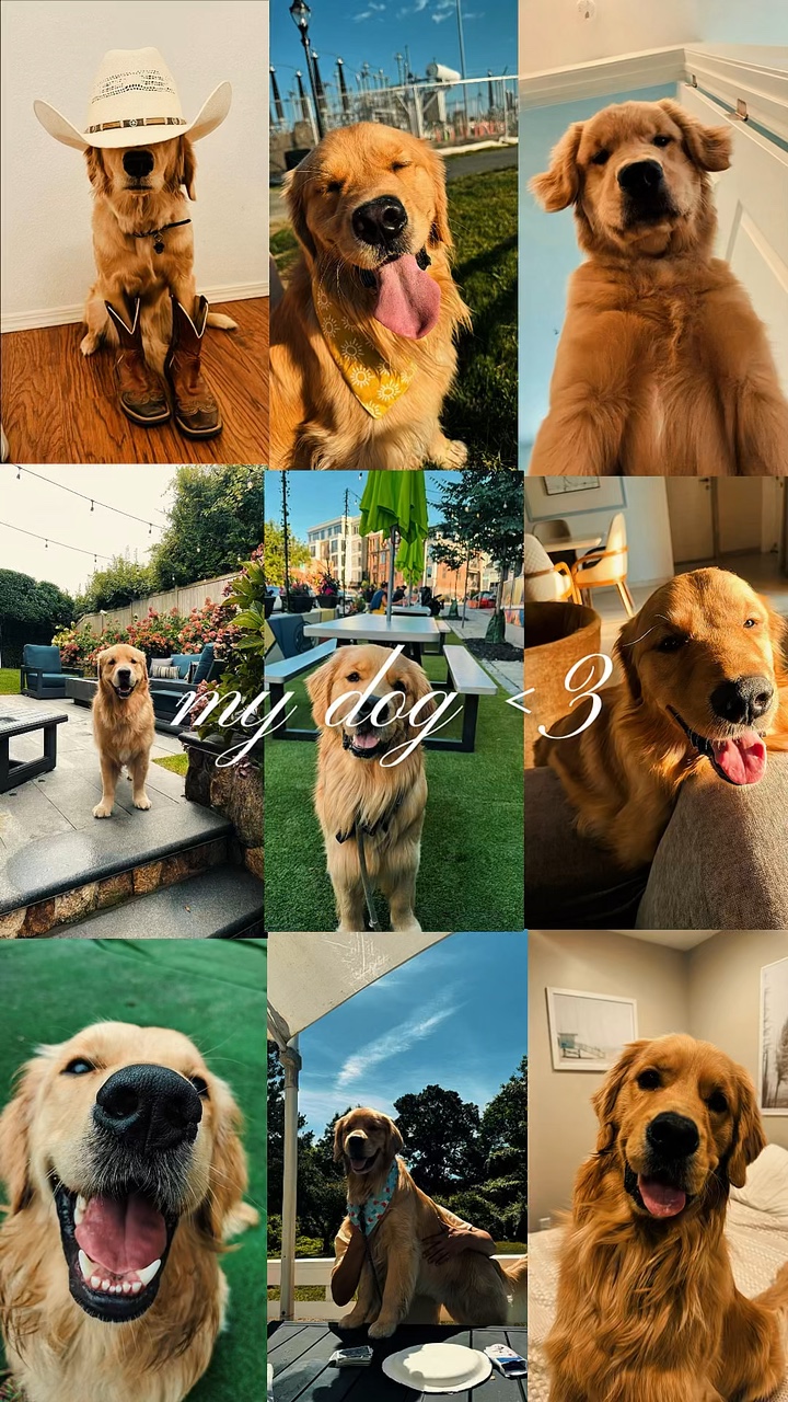 köpeğim