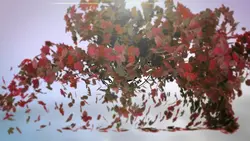 leaf fall