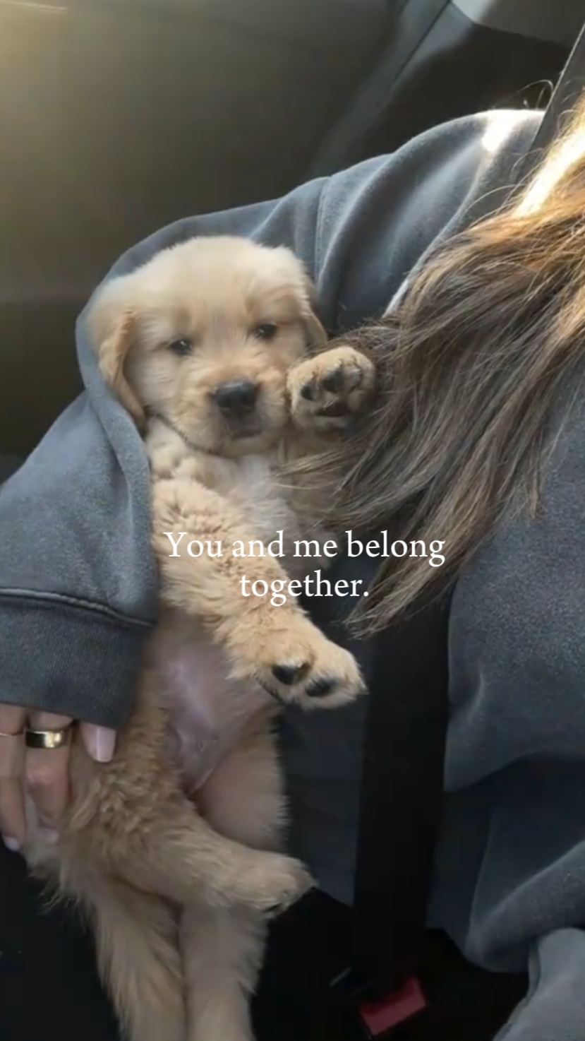 ur my dog