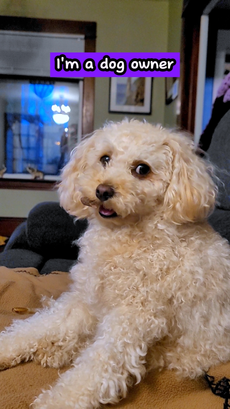I'm A Dog Owner