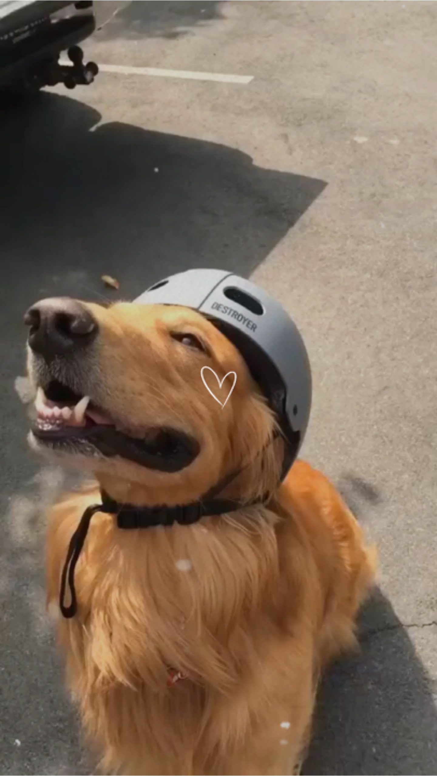 My dog
