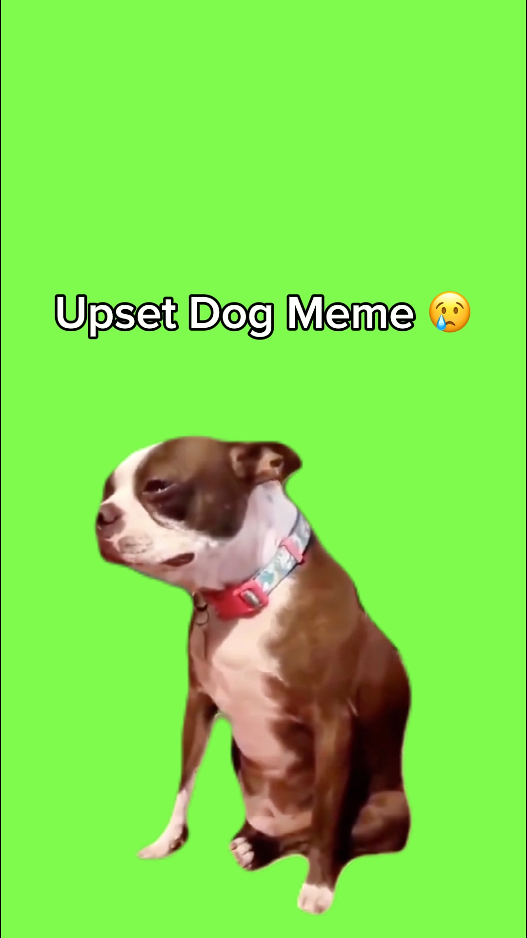 Meme De Cachorro Chateado