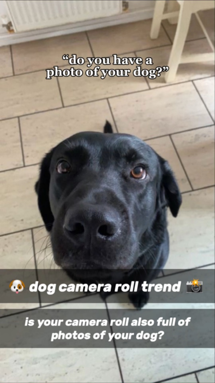 Dog camera roll 🐶
