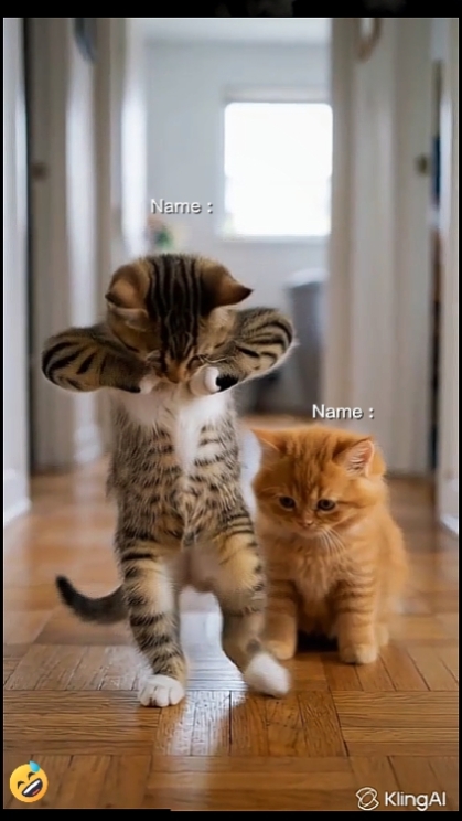 Gato de Baile.
