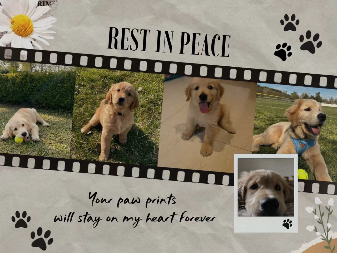 Descansa en paz mi perro