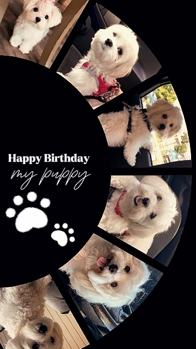 birthday my puppy