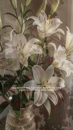nếu 50nam sau