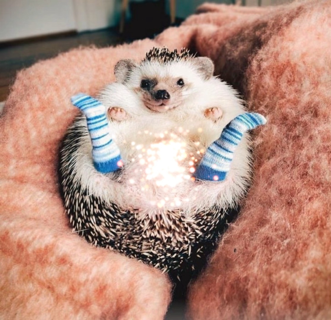 Adorable Animals <3