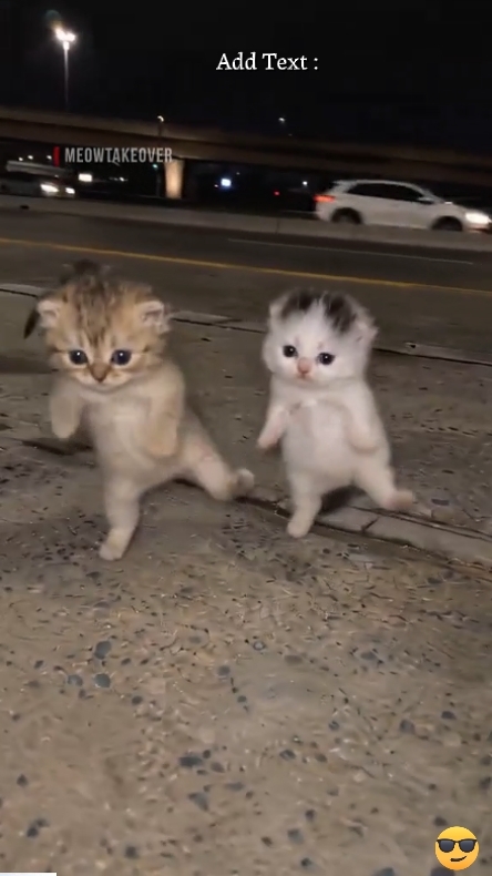 Gato de baile