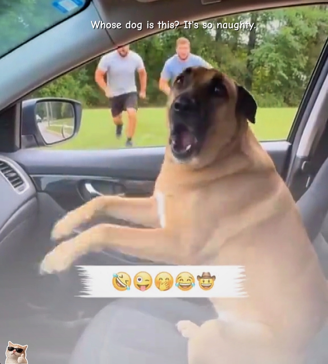 Perro Gracioso