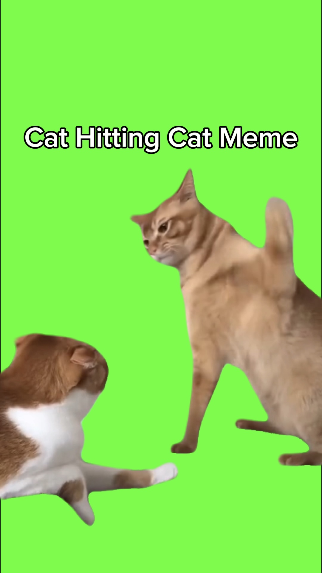 Katze schlägt Katze Meme
