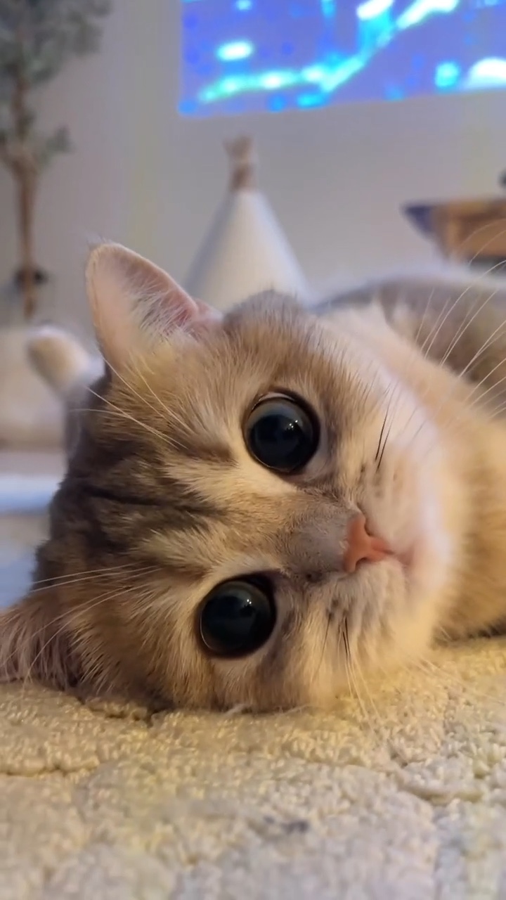 Gatito