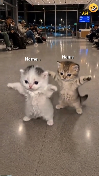Cute Cat. Trend