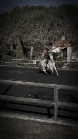 🤍🐎
